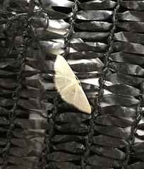 Pleuroprucha insulsaria