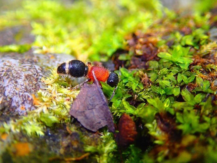 Yamanetilla