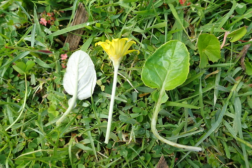 Haplocarpha rueppellii