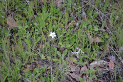 Leptosiphon latisectus