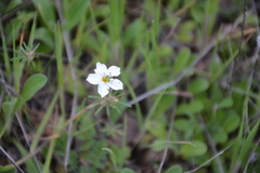 Leptosiphon latisectus