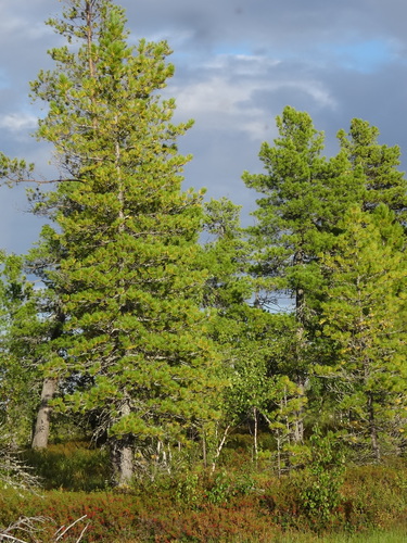 Siberian pine