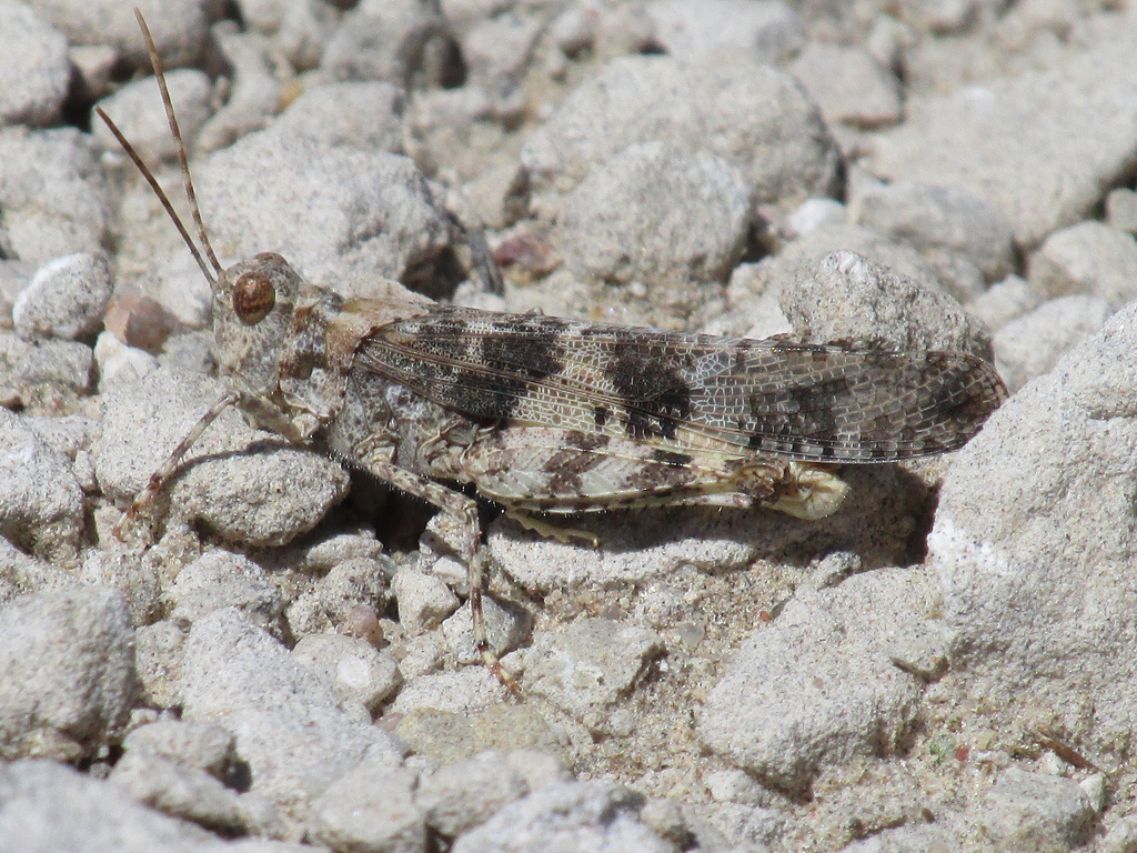 Pine Bluffs Grasshopper