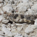 Pine Bluffs Grasshopper - Photo (c) Mathew L. Brust, some rights reserved (CC BY-NC), uploaded by Mathew L. Brust