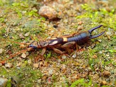 Cranopygia