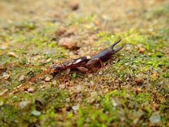 Cranopygia