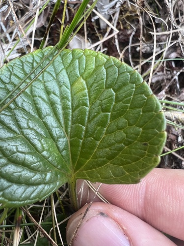 Viola kauaensis