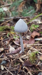 Entoloma canoconicum