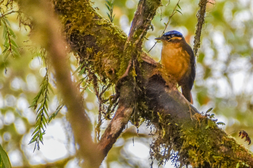 Blue-Capped Ifrit