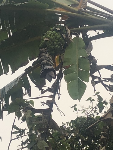 Musa balbisiana