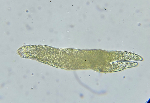 Image of Pohlia annotina by (c) Helen Waterman, some rights reserved (CC BY)