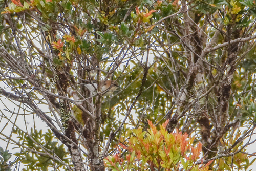 Brown-breasted Gerygone (Gerygone ruficollis), photo 4