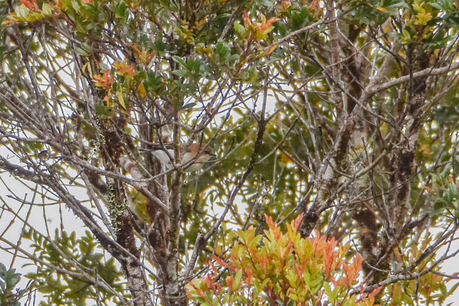 Brown-breasted Gerygone (Gerygone ruficollis), photo 4