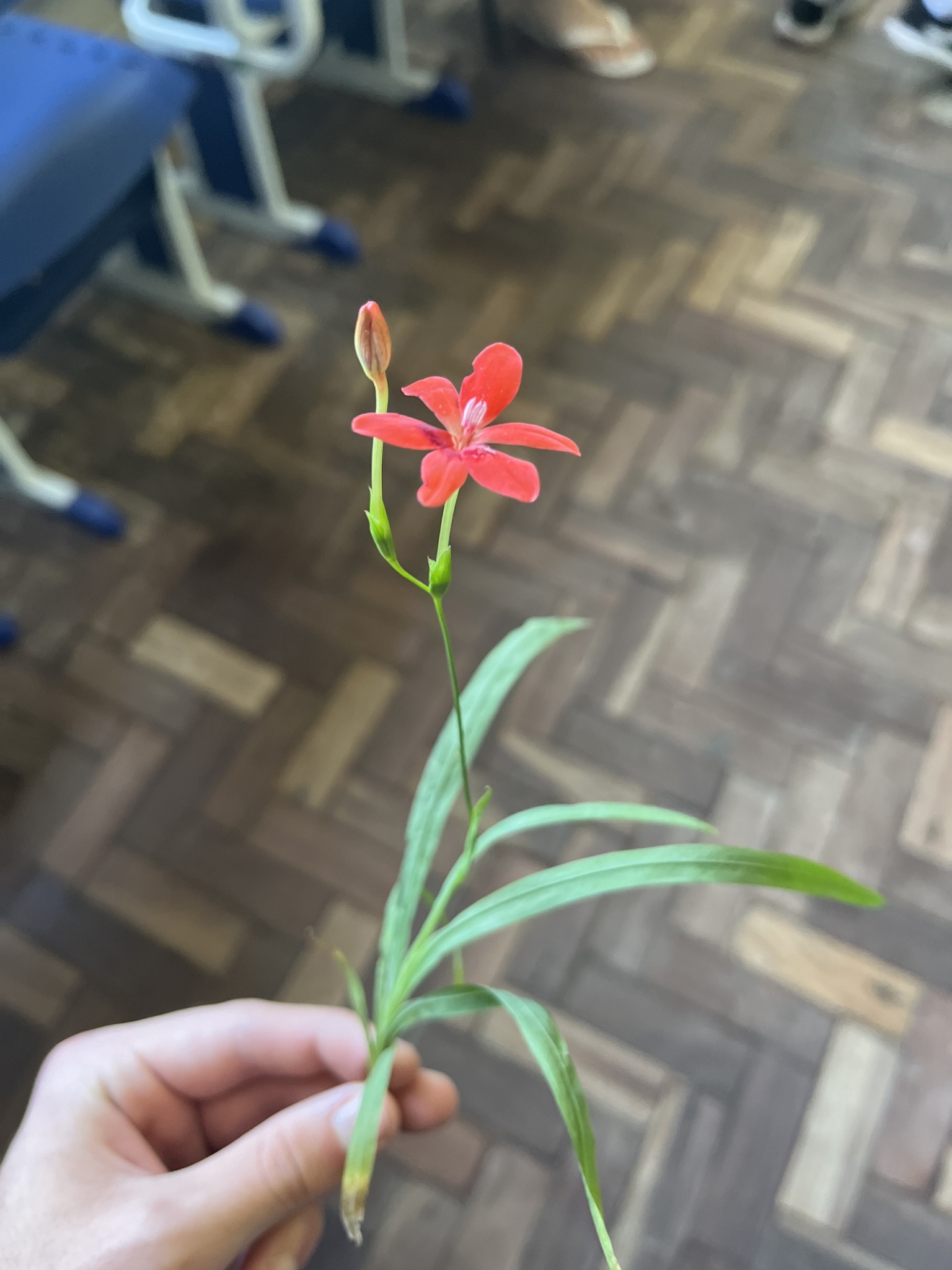 Freesia laxa