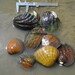 Freshwater Mussels - Photo (c) USFWS Mountain-Prairie, some rights reserved (CC BY)