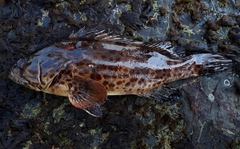 Epinephelus coioides