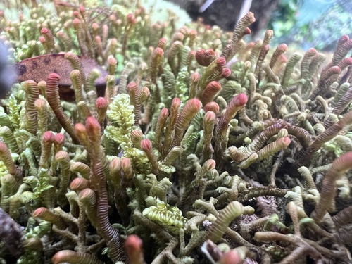Cuspidatula labrifolia