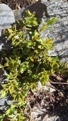 Pimelea oreophila hetera