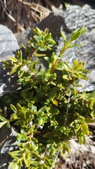Pimelea oreophila hetera
