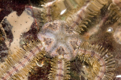 Macrophiothrix