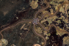 Macrophiothrix