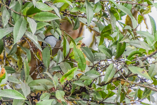 Fan-tailed Berrypecker (Melanocharis versteri), photo 7
