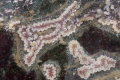 Styelidae