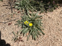 Camissoniopsis pallida