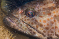 Epinephelus coioides