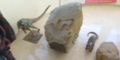 Allosaurus