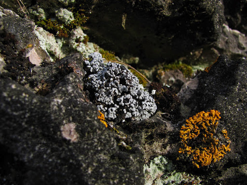 Blue Blister Lichen