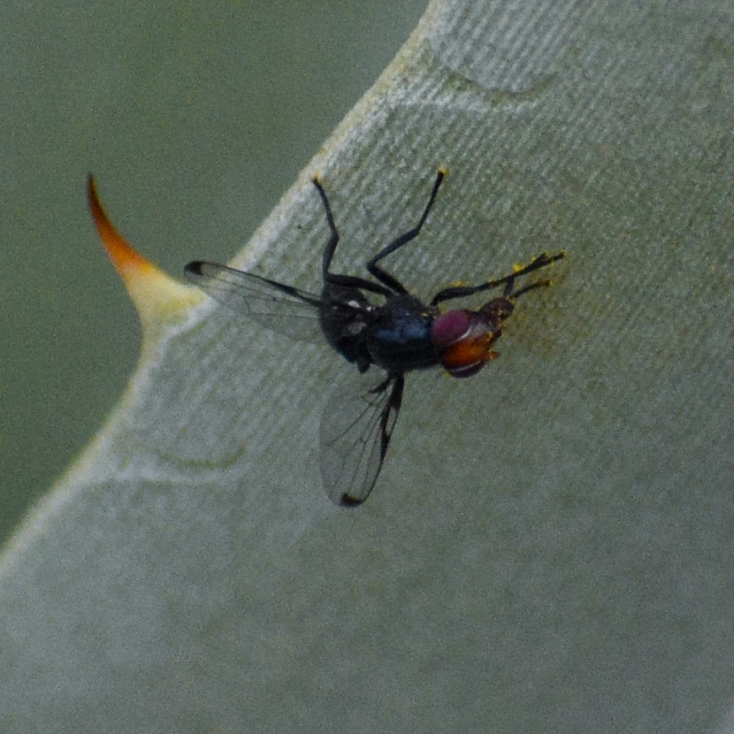 Seioptera importans