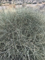 Ephedra aspera