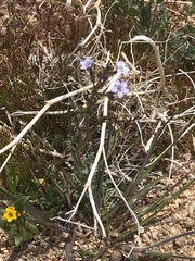 Gilia sinuata
