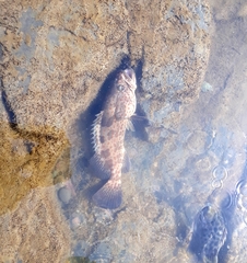 Epinephelus coioides