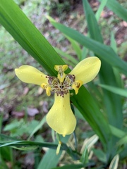 Trimezia steyermarkii