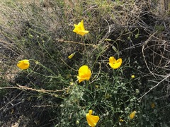 Eschscholzia papastillii