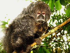 Monk Saki photo 4