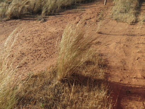 Austrostipa nitida observed 2023-10-24
