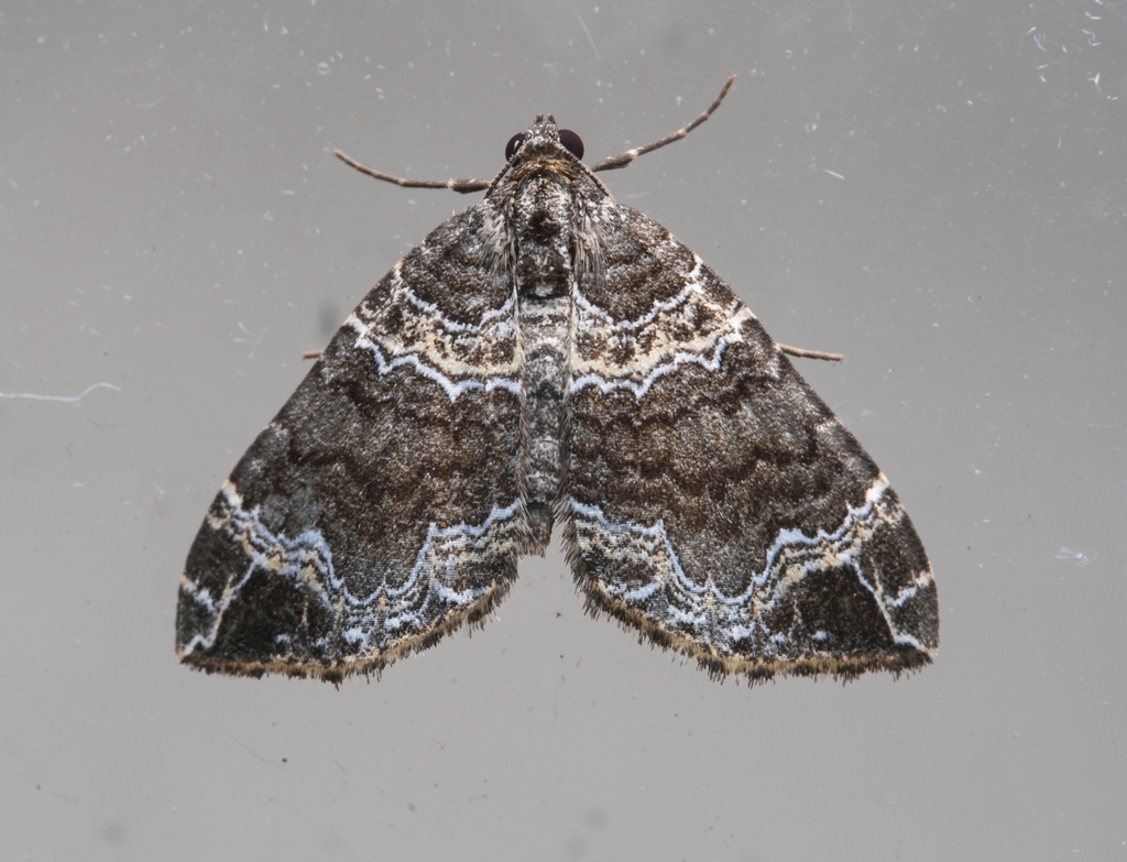 Cosmorhoe szechuana