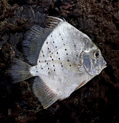 Drepane punctata