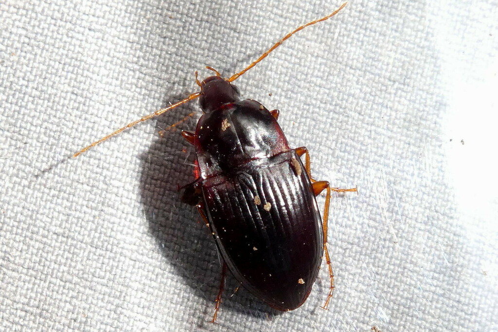 Calathus abaxoides