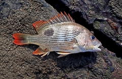 Lutjanus johnii