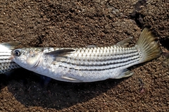 Ellochelon vaigiensis