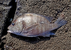 Lutjanus rivulatus