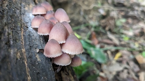 Mycena haematopus