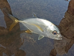 Caranx