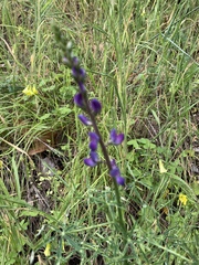 Lupinus truncatus