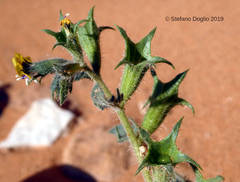 Hyoscyamus pusillus