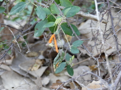 Cadaba fruticosa